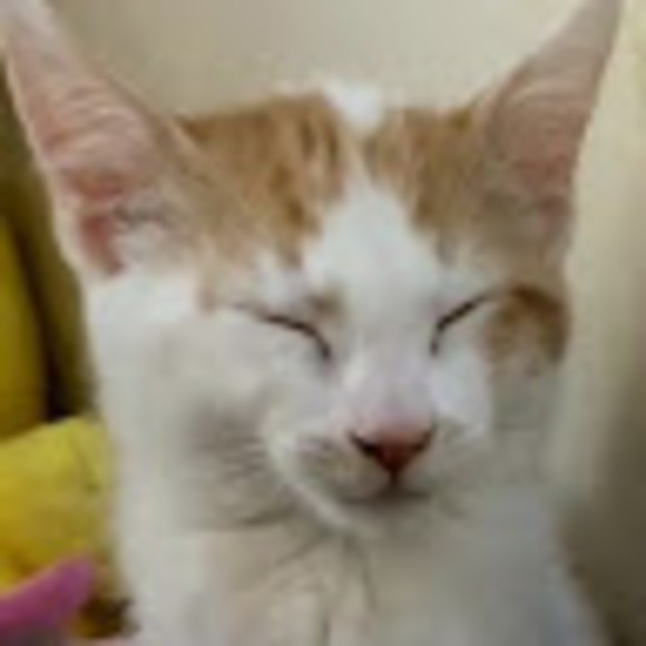 __action_cat